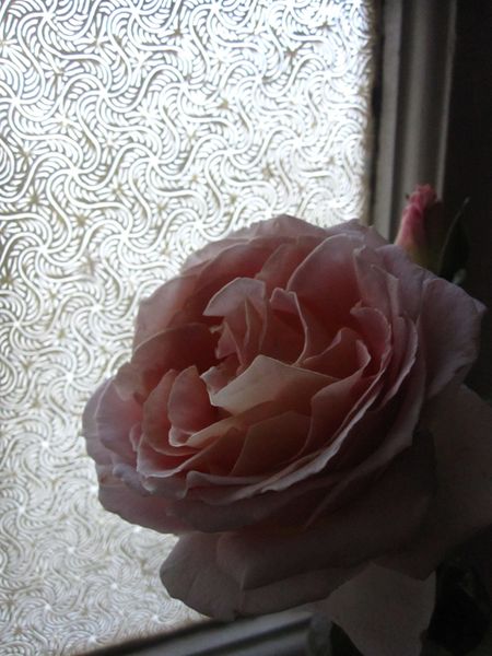 Rose1 Rose1