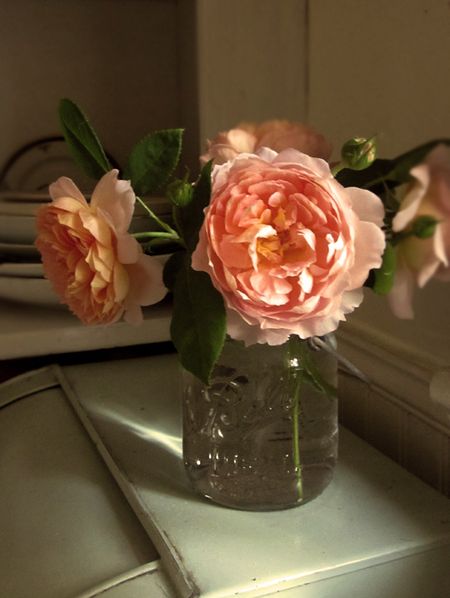 CardingRose1