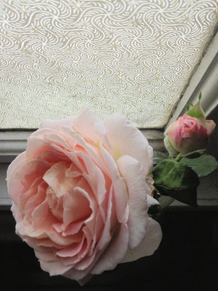 Rose4 Rose4