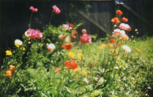 InstaxGarden4