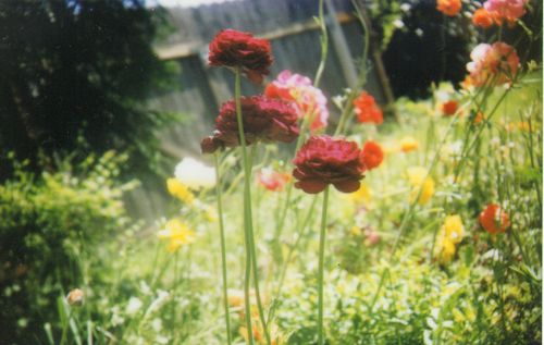 InstaxGarden5