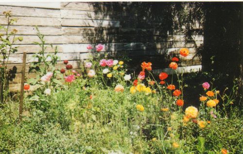 InstaxGarden1
