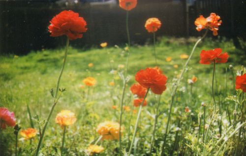 InstaxGarden2