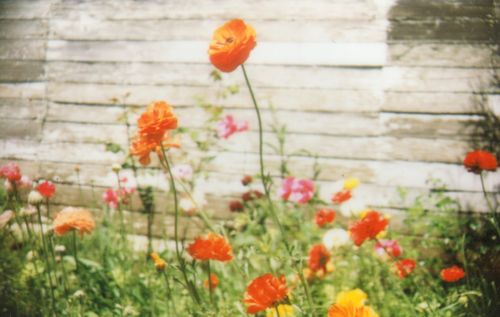 InstaxGarden3