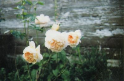 Rose1