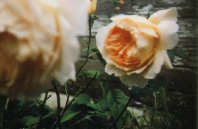 Rose4