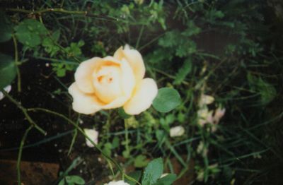 Rose3