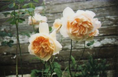 Rose2