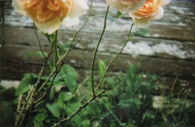 Rose5