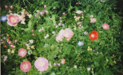 Instax meadow Instax meadow