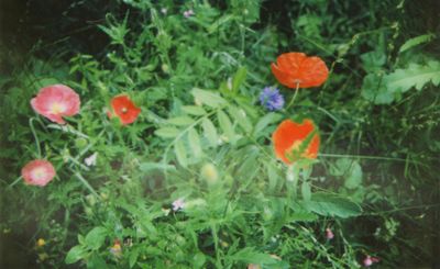 Instax meadow3 Instax meadow3