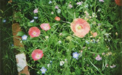 Instax meadow 6 Instax meadow 6