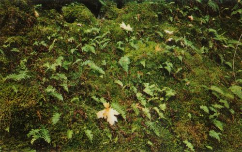 ForestFerns