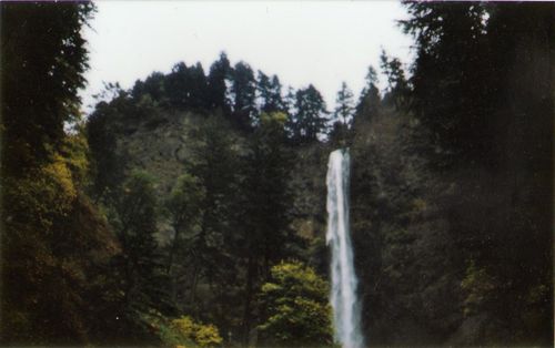 ForestFalls
