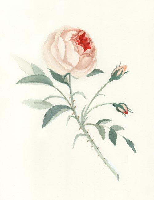 RoseofNoManLow