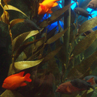 Fishies