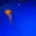 Jellies1