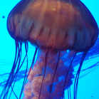 Jellies3