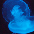 Jellies4