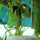Sadseahorse