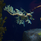 Seahorse