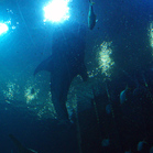 Whaleshark