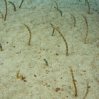 Worms