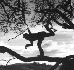 556_tom_waits_tree