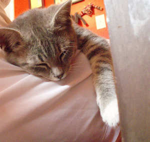 Miette