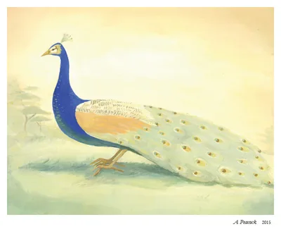 A Peacock: a blue peacock with its long tail trailing