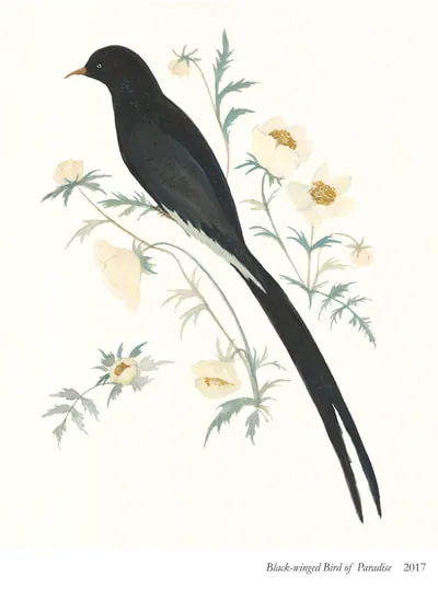Black-winged Bird of Paradise: a black bird with a long tail among white flowers