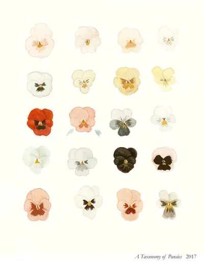 A Taxonomy of Pansies: rows of painted pansies