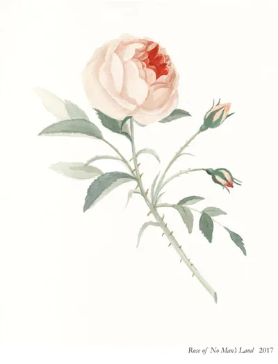 Rose of No Man's Land: a single pink rose with buds and leaves