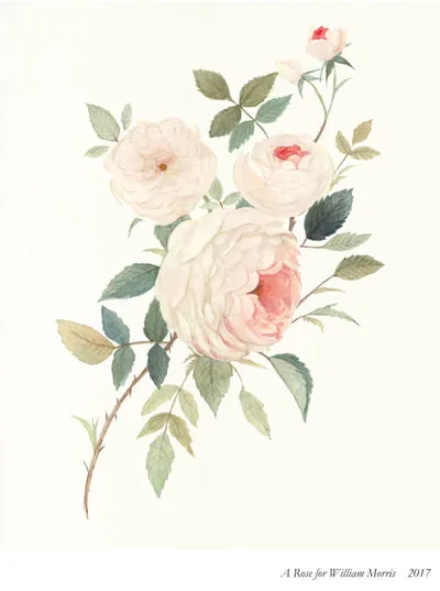 A Rose for William Morris: white and pale pink roses